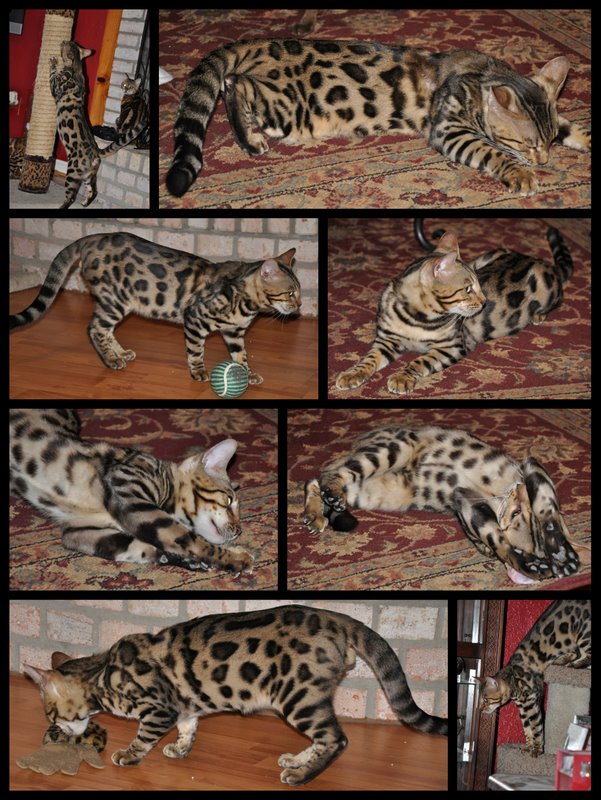 Spotagious Bengals South Texas Breeder of Bengal Cats Kittens For